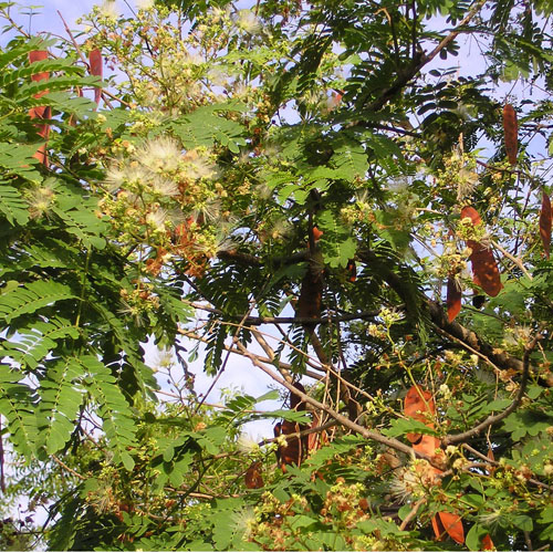 Ceylon Rosenholz (Albizia odoratissima) 5 Samen