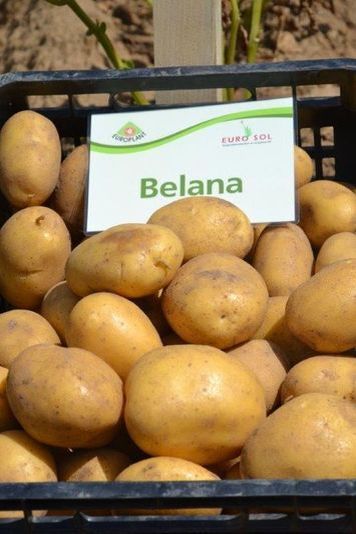 Kartoffelsamen Knolle "Belana" 50 Stück