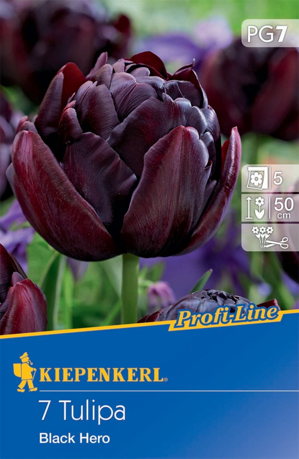 Blumenzwiebel Tulpe Black Hero 7 Stück Kiepenkerl