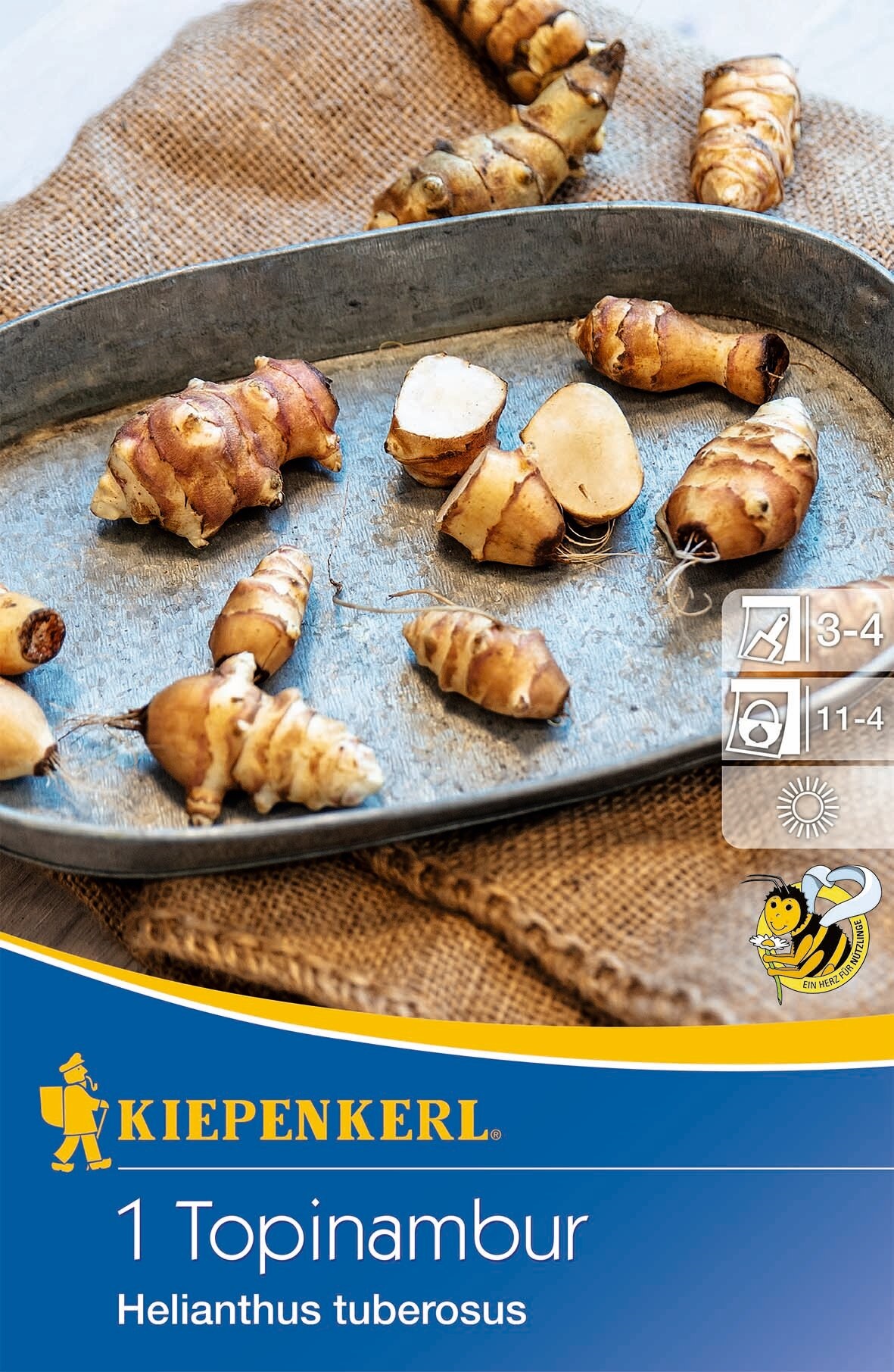 Topinambur (Rhizom) weiß Kiepenkerl 1 Stück