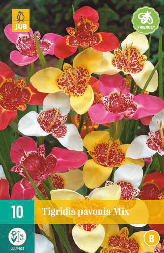 Blumenzwiebel Tigridia pavonia Mix (Peacock Tiger Flower) 10 Stück JUB