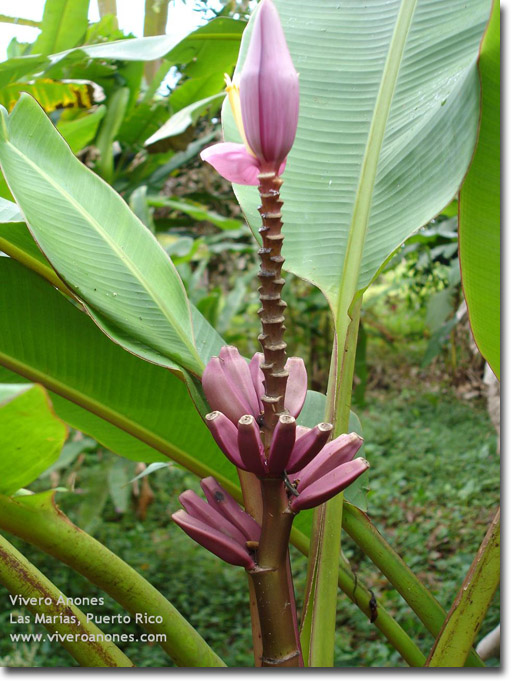 Purple Banana (Musa ornata) Purple Flower 5 Samen