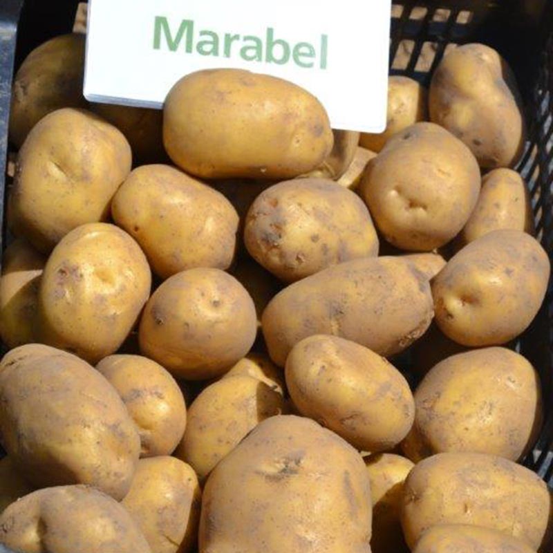Kartoffelsamen Knolle "Marabel" 50 Stück