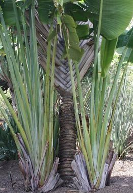 Palme der Reisenden (Ravenala madagascariensis) 5 Samen