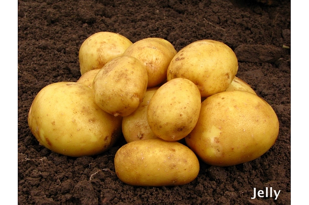 Kartoffelsamen Knolle "Jelly" 50 Stück