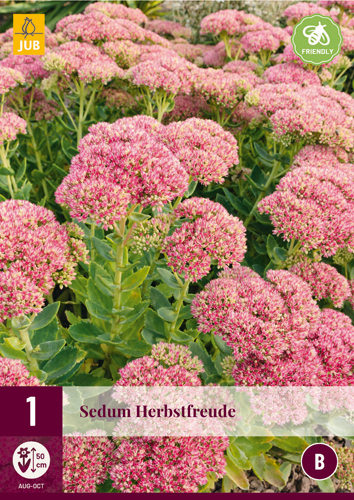 Staude Sedum Herbstfreude 1 JUB