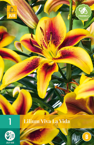 Blumenzwiebel Lilie Viva la vida 1 Stück JUB