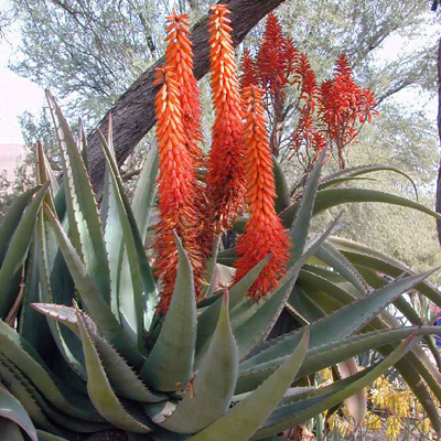 Aloe ferox (Aloe ferox) 5 Körner