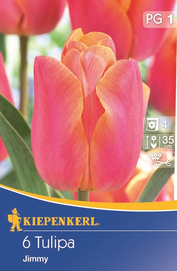 Blumenzwiebel Tulip Triumf Jimmy, 6 Stück Kiepenkerl
