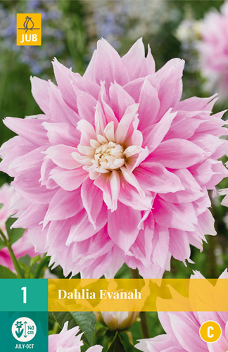 Bulb Dahlia Evanah 1 piece JUB