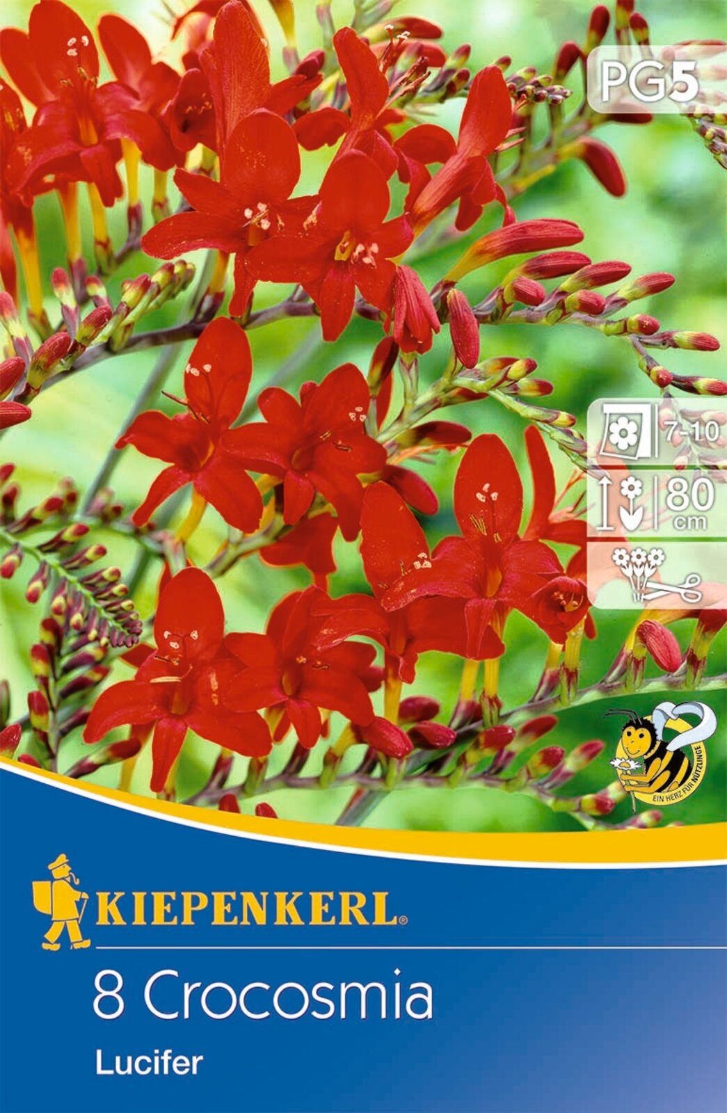 Blumenzwiebel Weidenwermut (Crocosmia) Luzifer (rot) Kiepenkerl 8 Stück