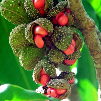 Lilienbaum (Magnolia champaca) 5 Samen