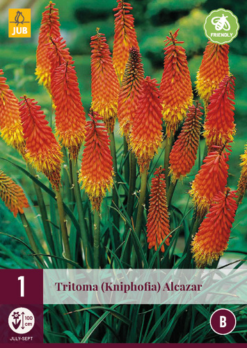 Perennial Tritoma (Kniphofia) Alcazar (Torch Lily) 1 JUB
