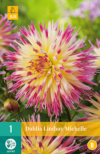 Blumenzwiebel Dahlia Lindsay Michelle 1 Stück JUB