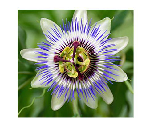 Blaue Passionsblume (Passiflora caerulea) 5 Samen