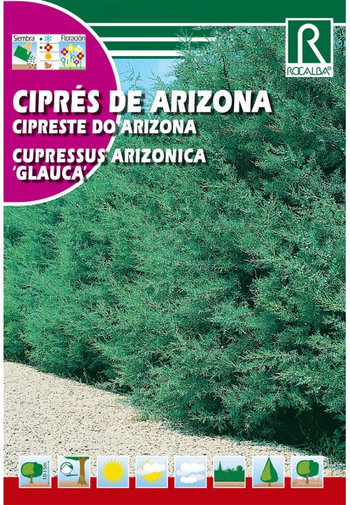 Silberblaue Arizona-Zypresse (Cupressus arizonica glauca) 2 g Rocalba