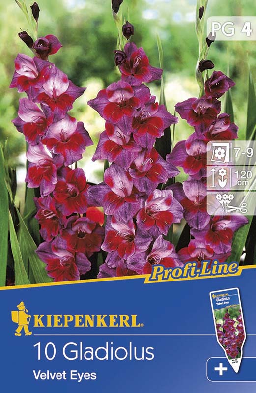 Zwiebel Schwert Blume Samt Augen 10 Stück