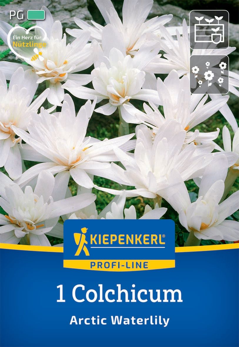 Bulb Chickweed (Colhicum) Arctic Waterlily Kiepenkerl 1 pc