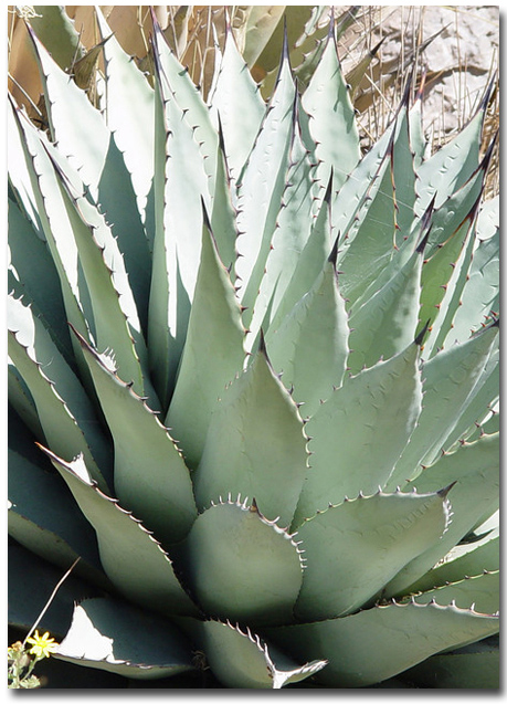 Mescal-Agave (Agave parryi var. neomexicana) 5 Körner