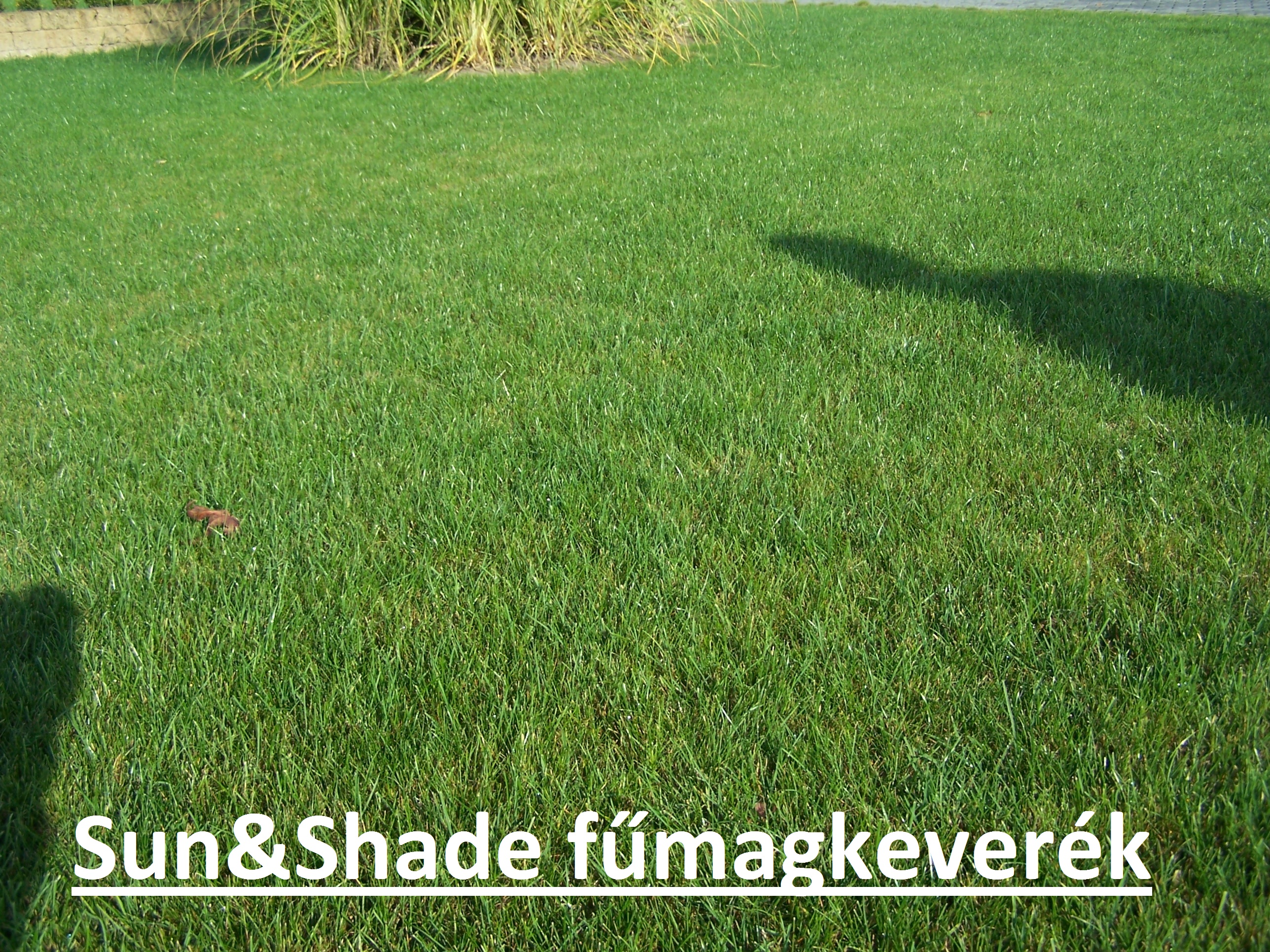 ICL-Grassamen Sonne &amp; Schatten (schattentolerant) 5 kg