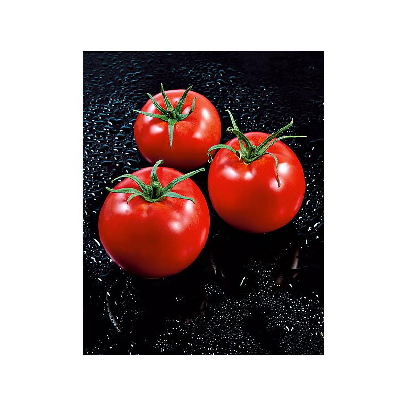 Tomatenmischung 6er-Pack Setzlinge