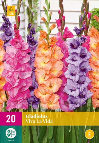 Virághagyma Gladiolus Viva La Vida (Kardvirág) 20 db JUB