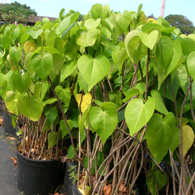 Indische Tulpe (Thespesia populnea) 5 Samen