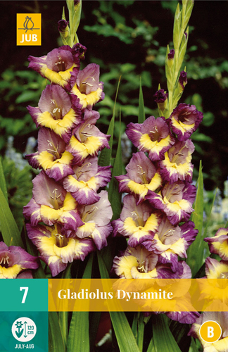 Blumenzwiebel Schwertblume Dynamit 7 Stück JUB