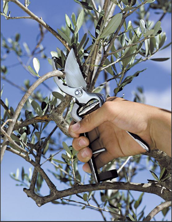 Secateurs Stocker 21 cm ST382