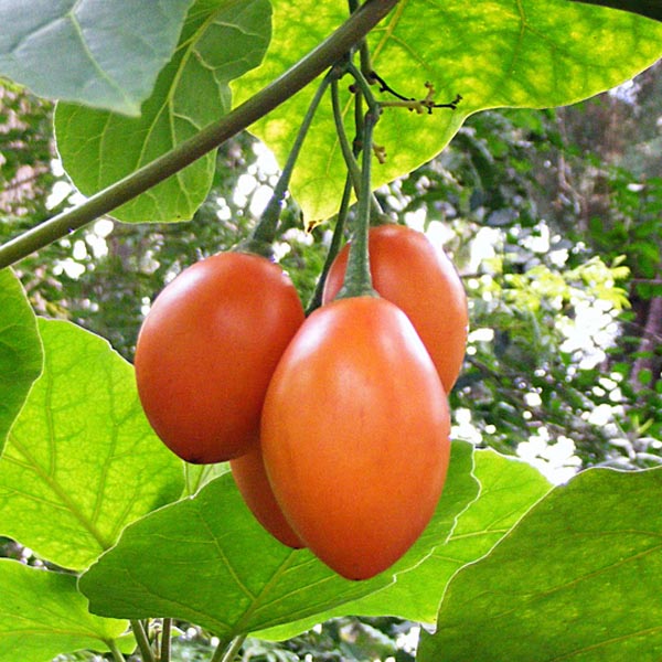 Tamarillo (Solanum betaceum) 5 Körner