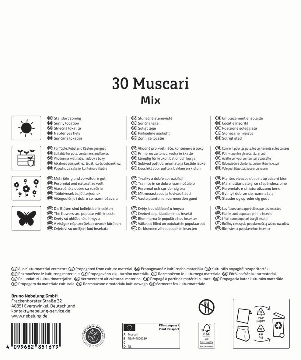 Flower Bulb Pearl (Muscari) Mix Megapack Kiepenkerl 30 pcs