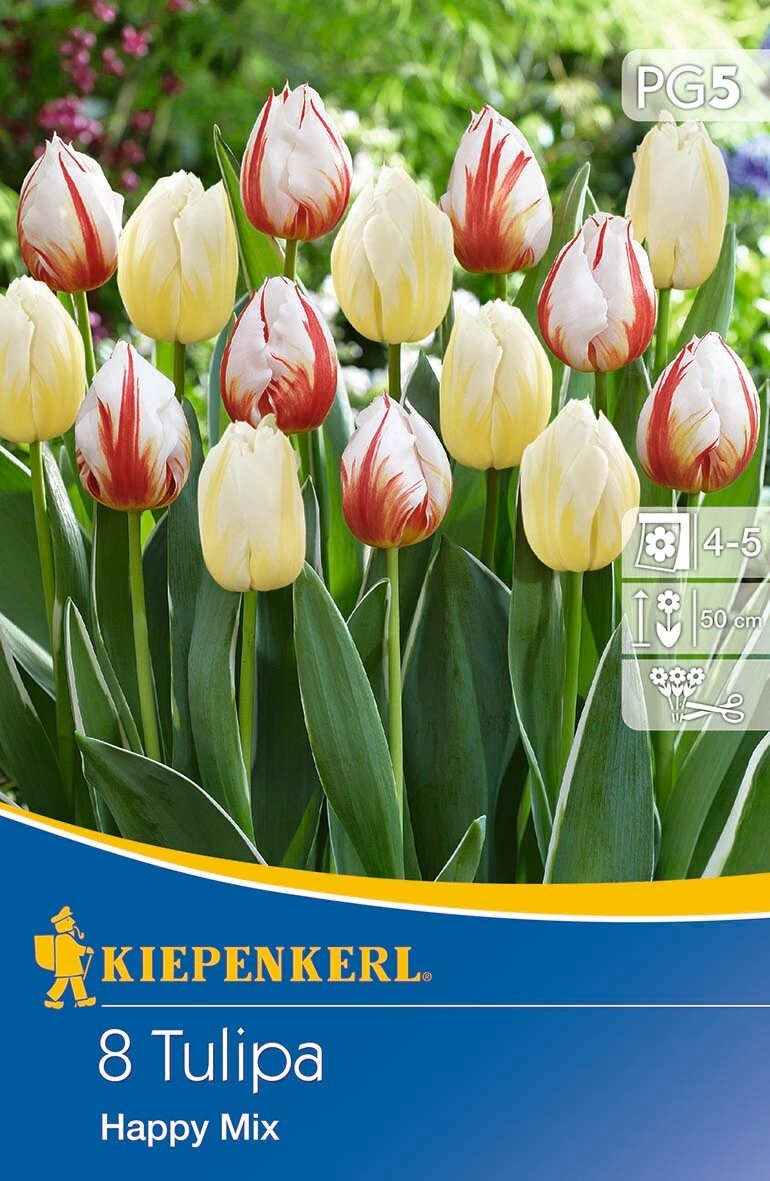 Blumenzwiebel Tulpe Happy mix 8 Stück Kiepenkerl