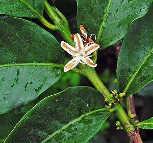 Kaffeestrauch (Coffea canephora) 5 Körner