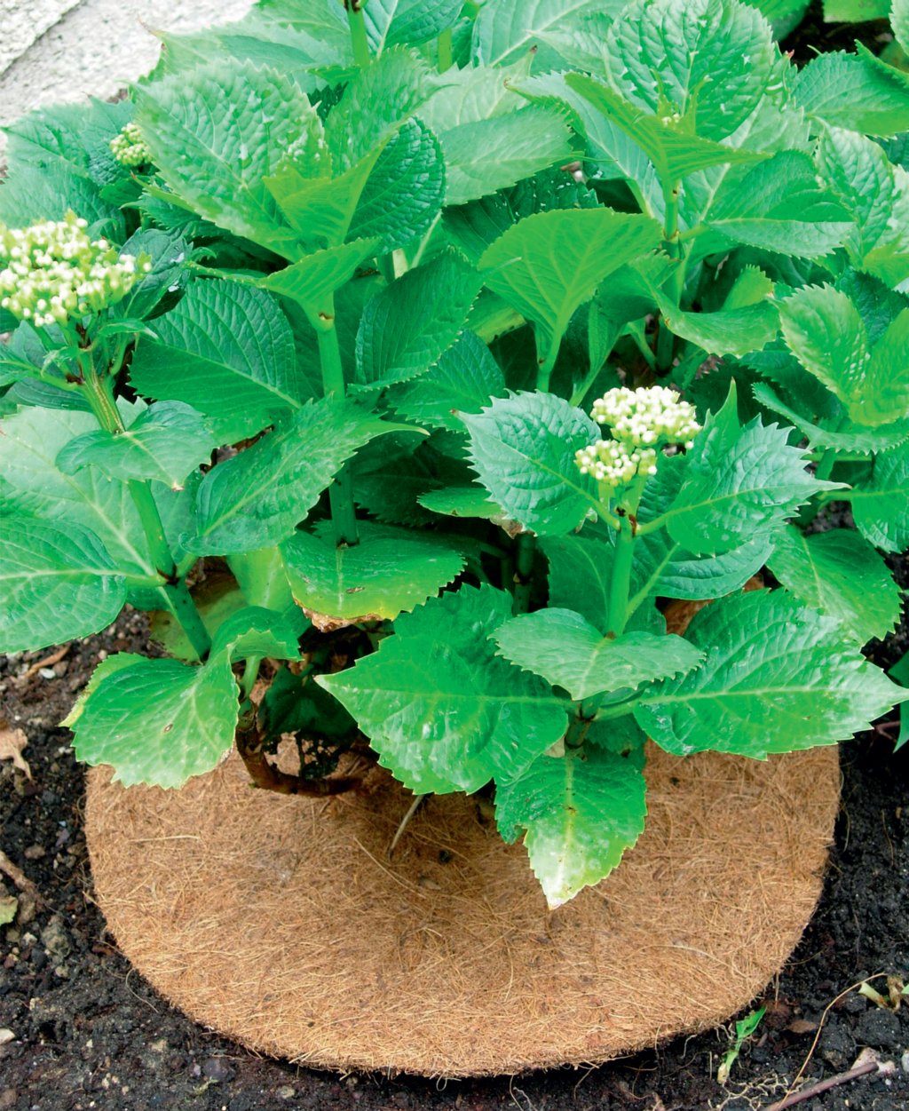 Kokosnuss- und Latex-Pflanzscheibe Cocotex 40 cm Durchmesser