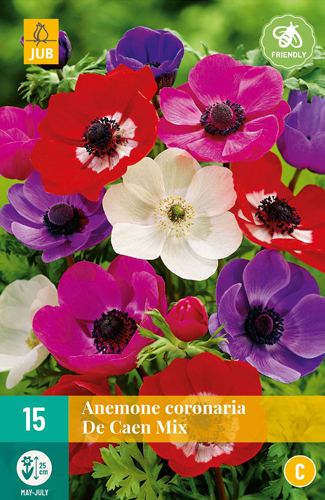 Blühende Zwiebel Anemone Cor. De Caen Mix 15 Stück JUB
