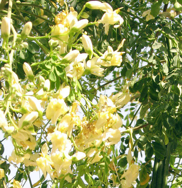 Chaga-Baum (Moringa oleifera) 5 Körner
