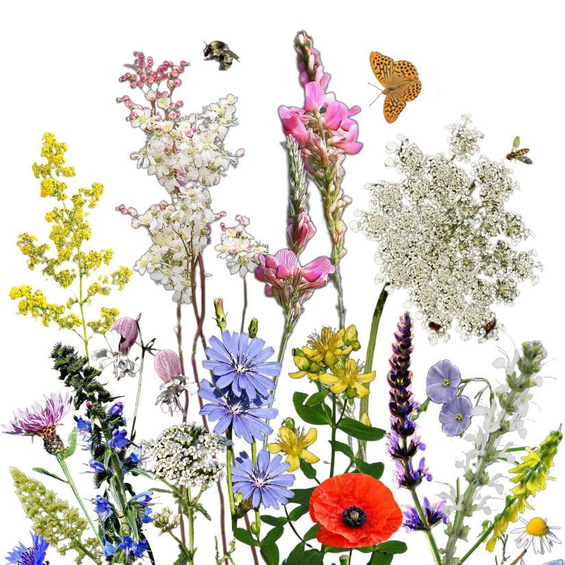 Wildblumensamenmischung aus einheimischen ungarischen Blumen Pollenmutter 50g