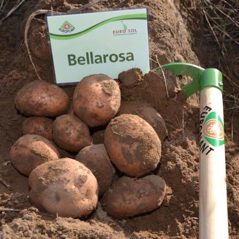 Kartoffelsamen Knolle "Bellarosa" 50 Stück