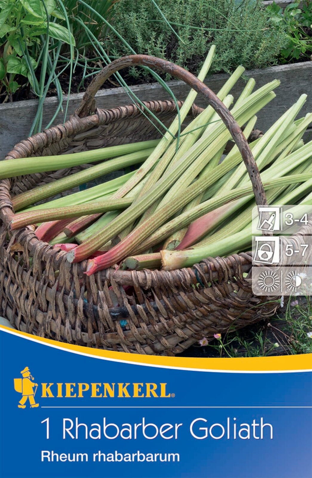 Rhabarber Goliath Kiepenkerl 1 Pflanze