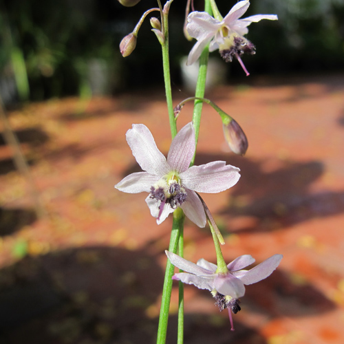 Blasse Vanille-Lilie (Arthropodium milleflorum) 5 Samen