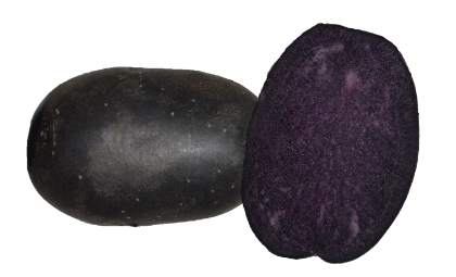 Kartoffelknolle lila 'Bleuet' 25-35 mm 50 Stück