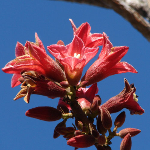Australisches Zwergflaschenholz (Brachychiton bidwillii) 5 Samen