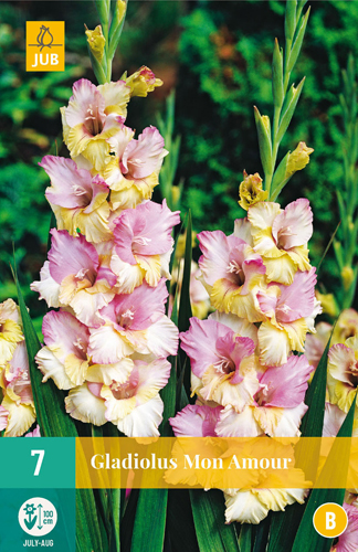 Flower bulb Swordflower Mon Amour 7 pieces JUB