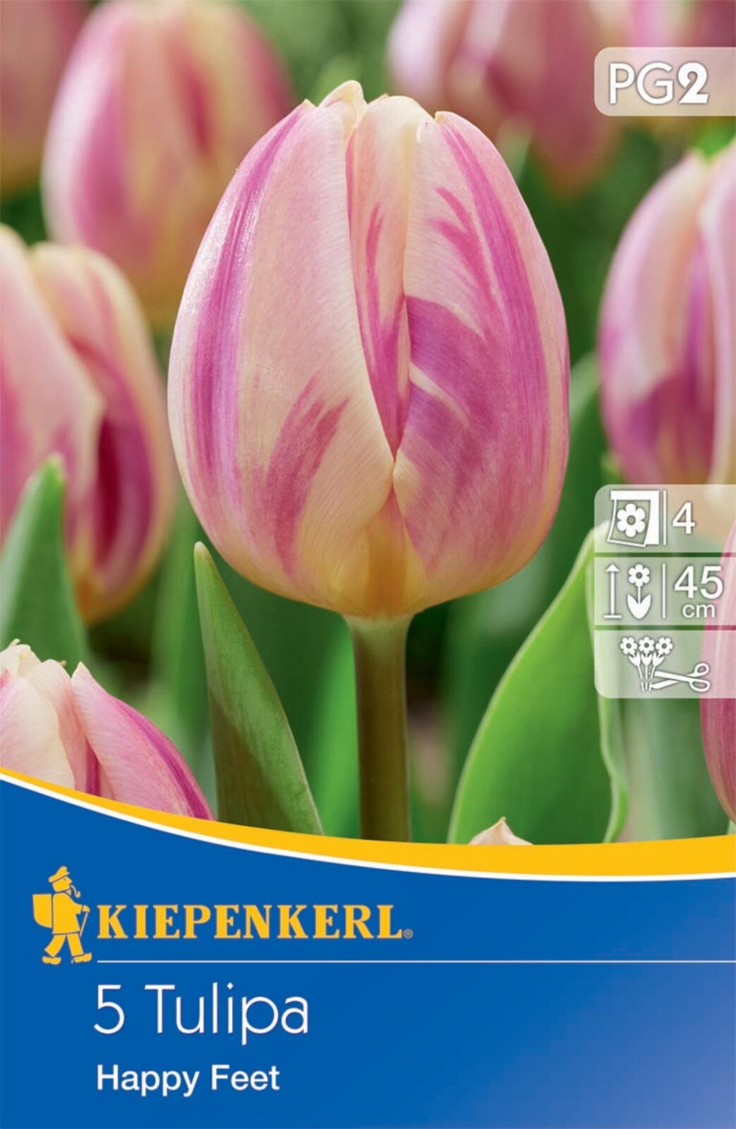 Blumenzwiebel Tulpe Happy Feet 5 Stück Kiepenkerl