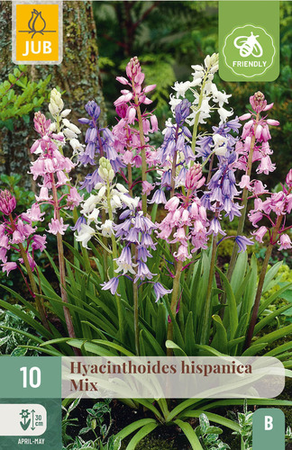Flower bulb Spanish bluebell Hispanica Mix 10 pieces JUB