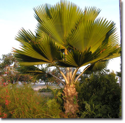 Fidschi-Palme (Pritchardia pacifica) 5 Samen