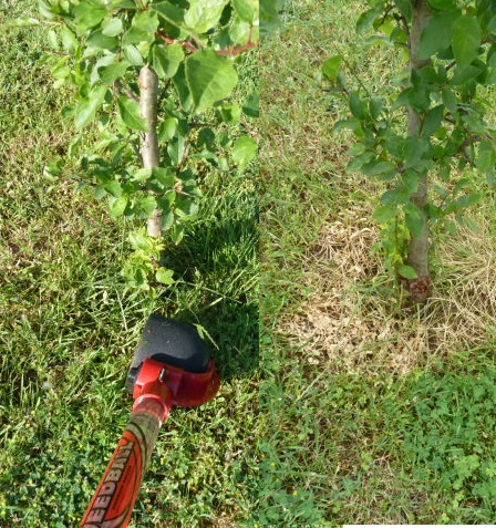 Unkrautvernichter Weedball